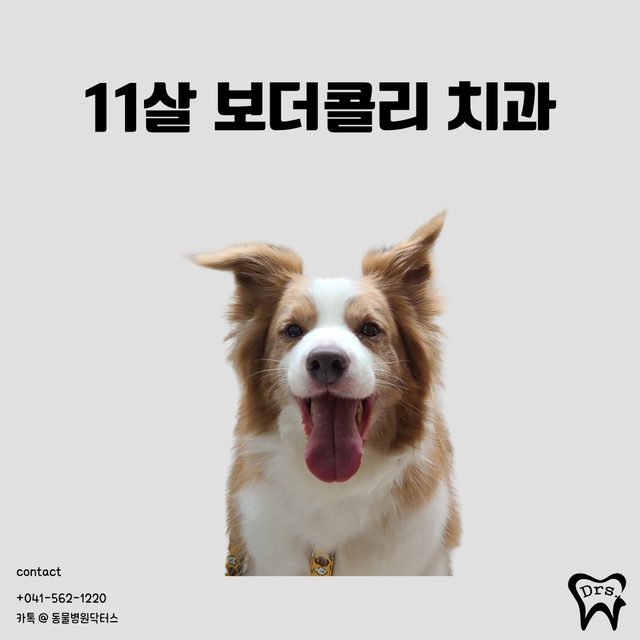 11살 보더콜리 치과 치료 사례 표지