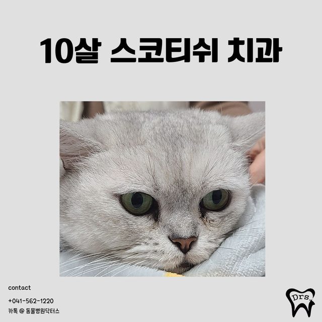 10살 스코티시폴드 치과 치료 사례 표지