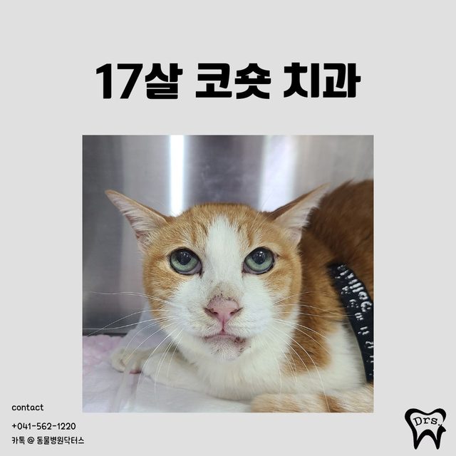 Gato doméstico coreano de pelo corto, 17 años · extracción de casi toda la dentición — extracción amplia y recuperación en una gata mayor con enfermedad renal crónica