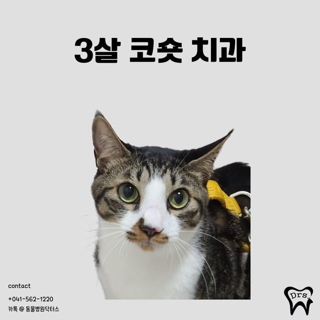 3살 코숏 치과 치료 사례 표지