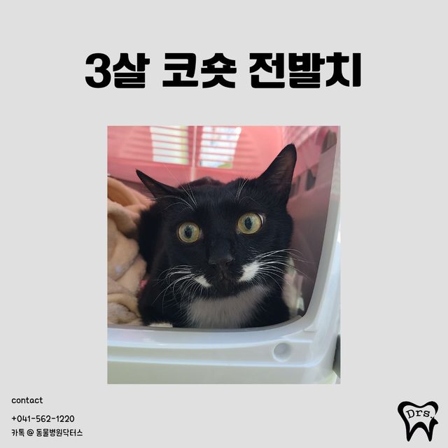Gato doméstico coreano de pelo corto, 3 años · extracción de toda la dentición — la enfermedad oral también aparece a edades tempranas