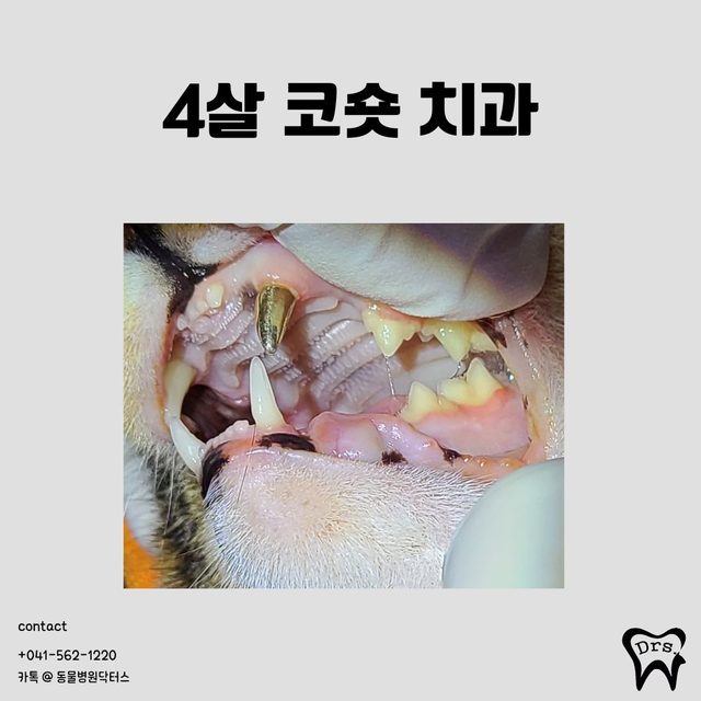 Gato doméstico coreano de pelo corto, 4 años · colmillo fracturado · extracciones — por qué se conservó el colmillo y los demás no