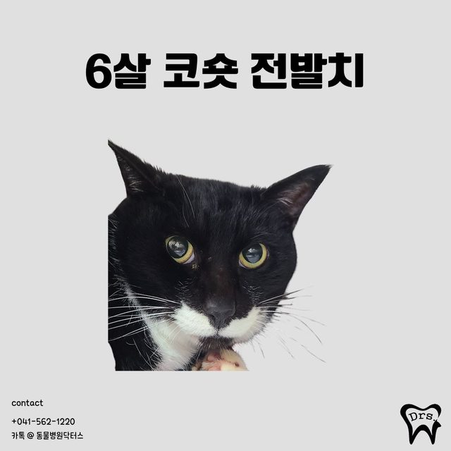 Gato doméstico coreano de pelo corto, 6 años · extracción de toda la dentición — exéresis de una masa gingival y envío a biopsia