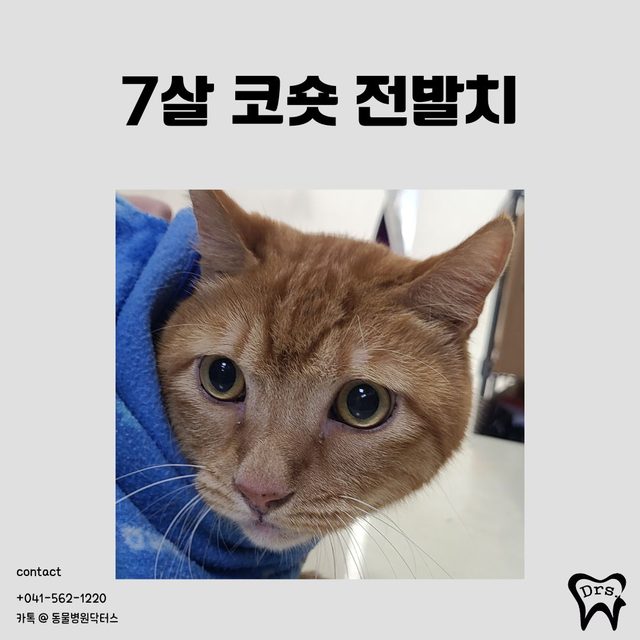 Gato doméstico coreano de pelo corto, 7 años · extracción de toda la dentición por estomatitis — tres meses después