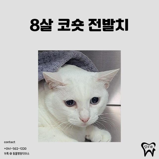 Gato doméstico coreano de pelo corto, 8 años · extracción de toda la dentición — lesiones resortivas en varios dientes
