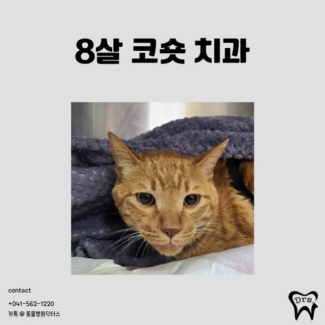 Gato doméstico coreano de pelo corto, 8 años · tratamiento dental de toda la boca — un informe dental registrado zona por zona