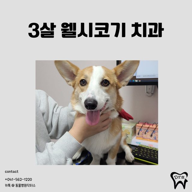 3살 웰시코기 치과 치료 사례 표지