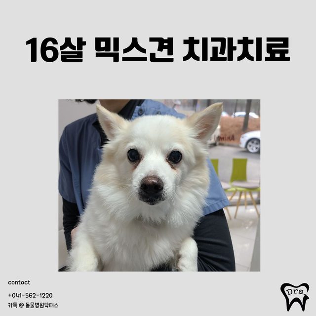 16살 믹스견 치과 치료 사례 표지
