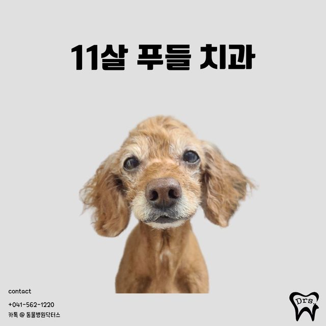 Caniche, 11 años · exéresis de una masa gingival · revisión de un injerto óseo de hace dos años — exéresis con láser y biopsia, junto con la revisión de la zona injertada