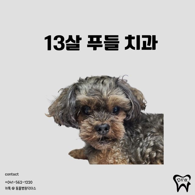 13살 푸들 치과 치료 사례 표지