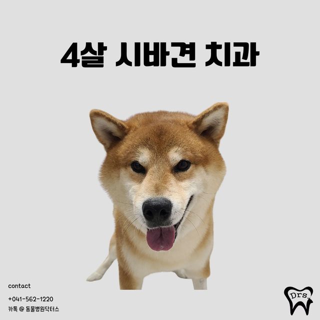 Shiba Inu, 4 años · colmillo fracturado — un colmillo fracturado conservado en lugar de extraído