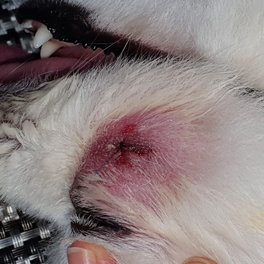 Primer plano de un perro con la piel bajo el ojo enrojecida, hinchada y abierta por un absceso apical