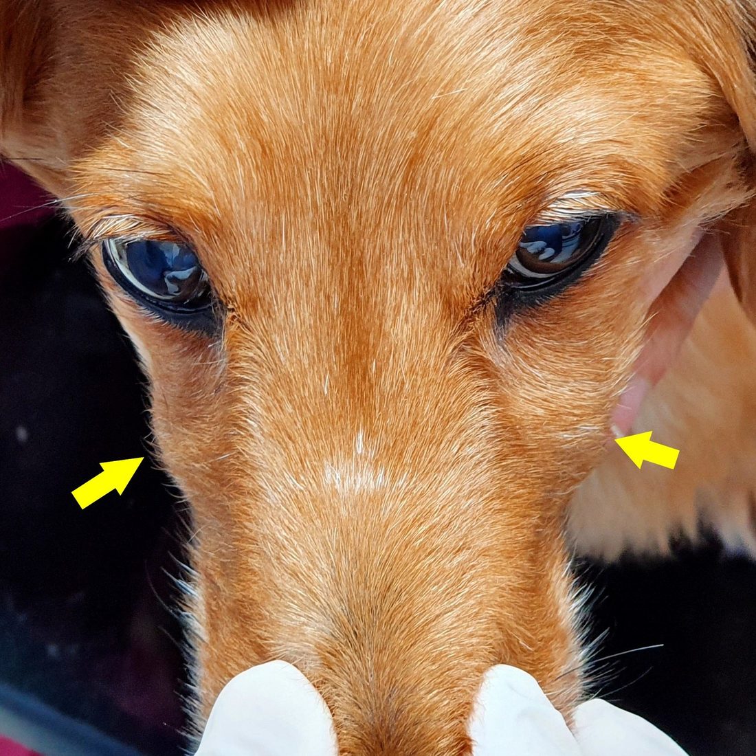Fotografía de la cara de un perro con una flecha señalando la zona del absceso apical