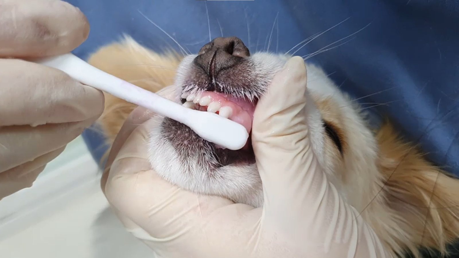 Una mano con guante levanta el labio de un perro y cepilla la línea de la encía